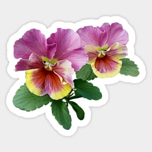 Pansies - Pale Magenta and Yellow Pansies Sticker